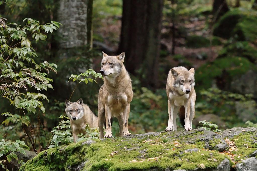 Ferienwohnung Im Landhaus Am Nationalpark Ludwigsthal Eksteriør billede