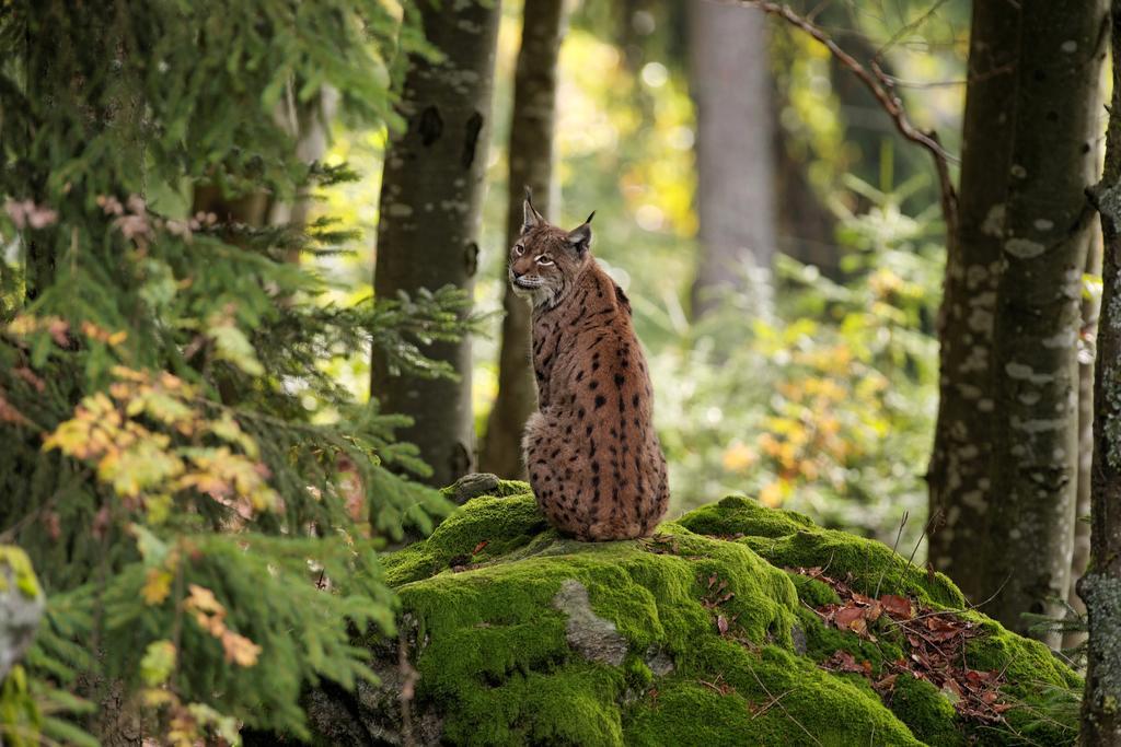 Ferienwohnung Im Landhaus Am Nationalpark Ludwigsthal Eksteriør billede
